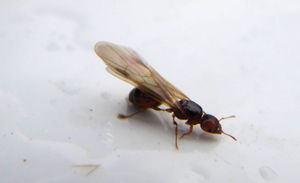 ants